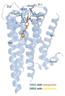 Fig. 1 Overall structure of the DRD2/haloperidol complex.