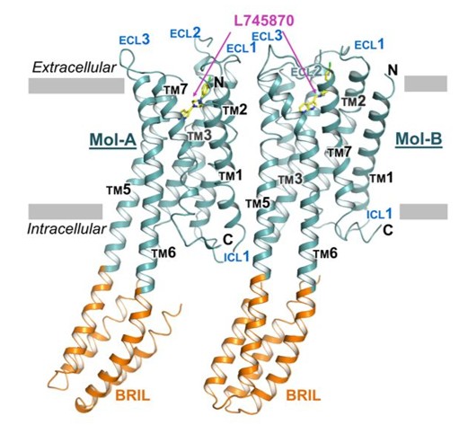 Mouse DRD4 Architecture: Transmembrane, Ligand, and Fusion Domains.