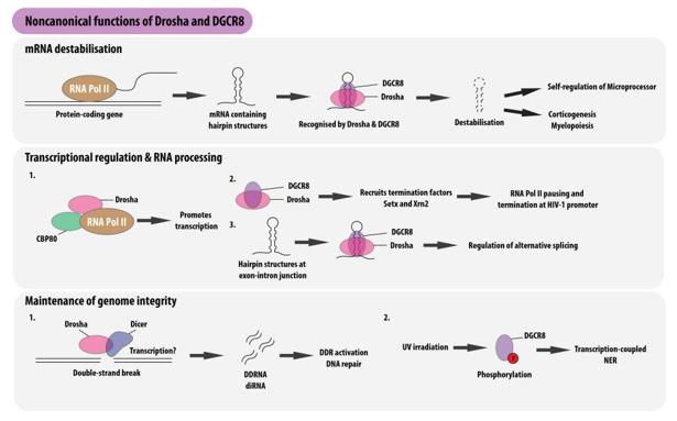 Fig. 1 Noncanonical functions of Drosha and DGCR8. (OA Literature)