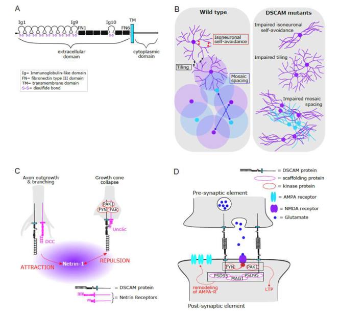 Fig. 1 Vertebrate DSCAM orchestrates neural circuit assembly. (OA Literature)