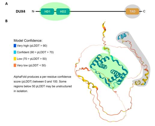 Fig. 1 Structure and Predicted 3D Conformation of the DUX4 Protein. (OA Literature)