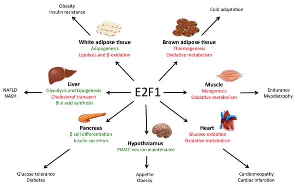 Fig. 1 Main roles of E2F1 in metabolic tissues. (OA Literature)
