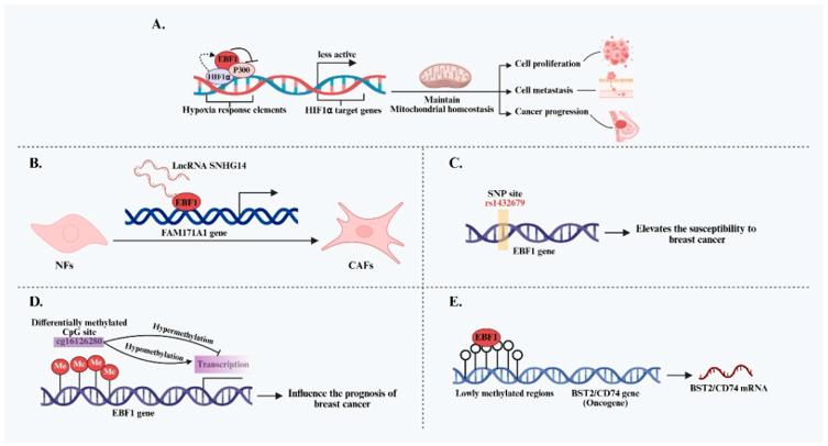 Fig. 1 Summary of the regulatory mechanisms of EBF1 in the initiation and progression of BC. (OA Literature)