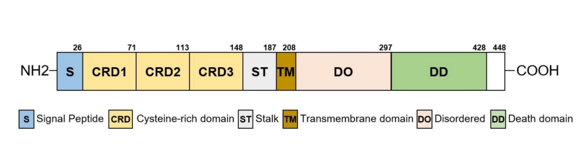 Fig. 1:Domain structure of EDAR.