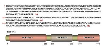 Fig. 1 EEF1A1: Protein Sequence, Truncated Variants (Nucleotide Sequences & Schematics).