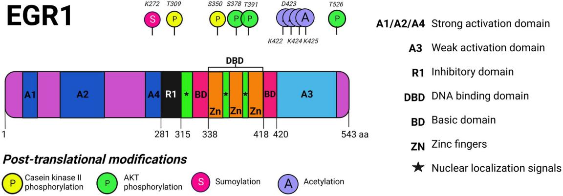 Fig. 1:EGR1 protein domains and post-translational modifications.