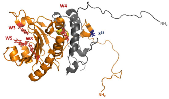 Fig. 1:3D structure (1RF8) of S. cerevisiae eIF4E (gold) in complex with eIF4G.