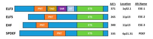 Fig. 1 Schematic representation of the epithelial-epecific ETS transcription factors.