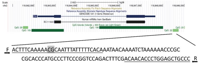 Fig. 1 Target sequences in the EN1 promoter region.