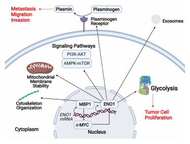 Fig. 1 Schematic representation of ENO1's multiple cellular functions. (OA Literature)