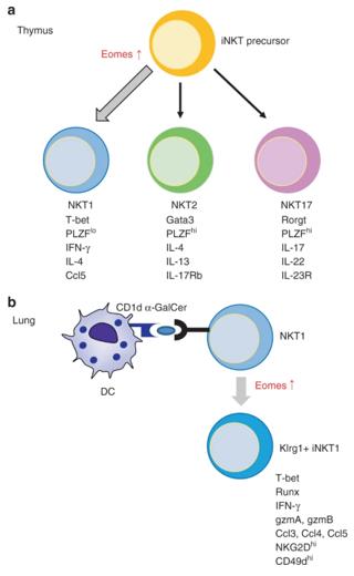 Fig. 1 The model depicting the role of Eomes during iNKT development in the thymus.