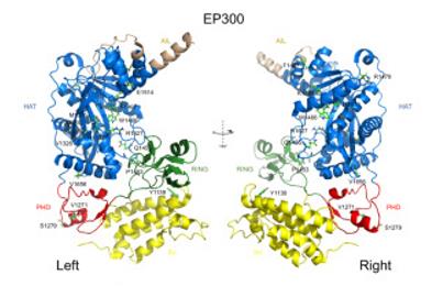 Fig. 1 Structure prediction of the complex of CREBBP mutations.