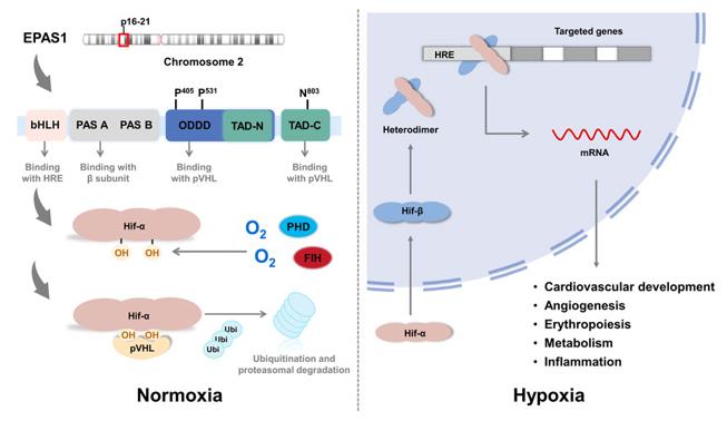 Fig. 1 The structure of EPAS1.
