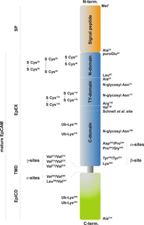 Fig. 1:Schematic representation of the EpCAM protein