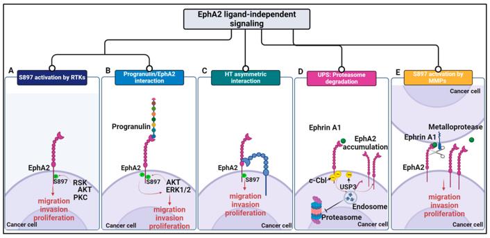 Fig. 1 Schematic representation of EphA2-driven mechanisms in cancer.