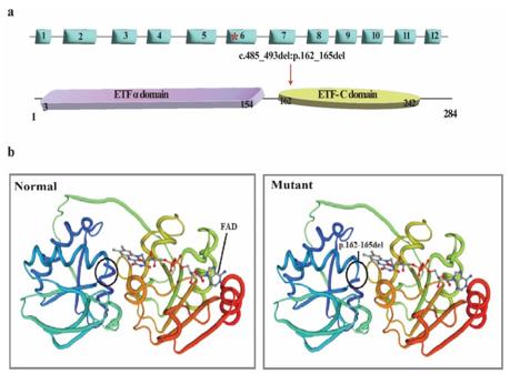Fig. 1 ETFA Gene/Protein Structure and Mutational Bioinformatic Analysis.