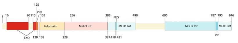 Fig. 1 Schematic overview of domains in the human EXO1 protein. (OA Literature)