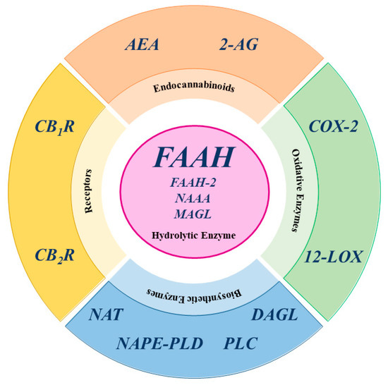 Fig. 1:The Central Role of FAAH in the Endocannabinoid System.
