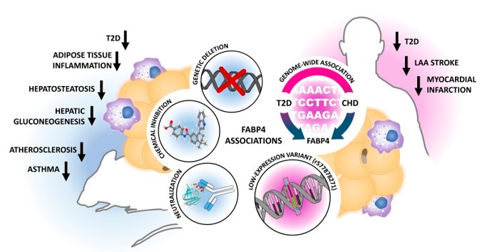 Evidence for a key role of FABP4/aP2 in immunometabolic diseases.