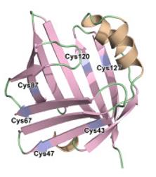 Fig. 1 FABP5 Structure with 6 Cysteines (OA Literature)