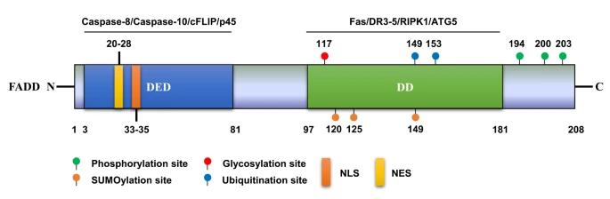 Fig. 1:Protein structure and PTM sites of human FADD.
