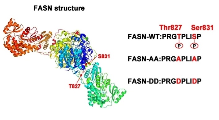 Fig. 1:FASN phospho-degron mutant constructs.