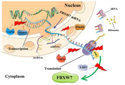 Fig. 1 FBXW7 Regulation in the Cell.