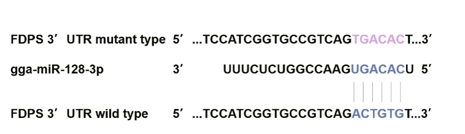 miR-128-3p targets FDPS 3'UTR.