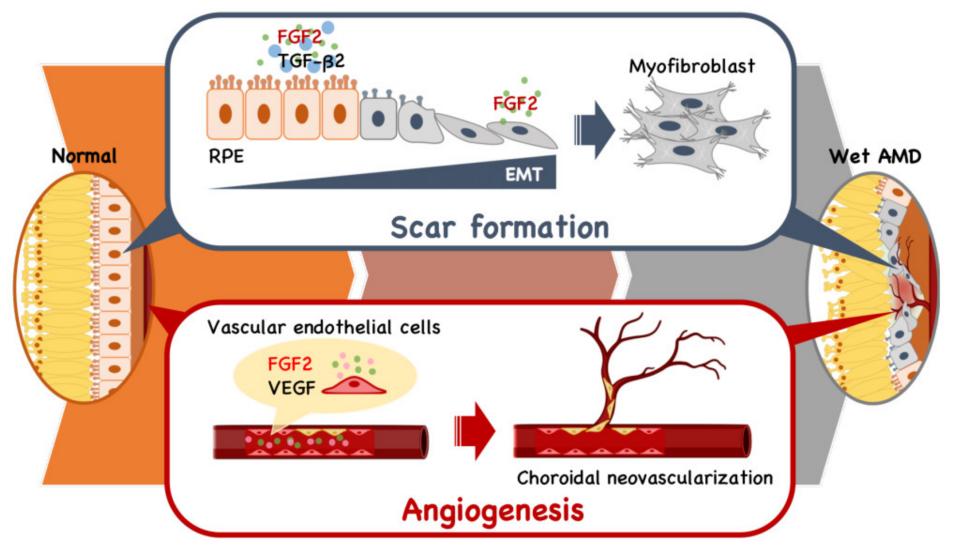 Fig. 1:FGF2's Dual Role in Retinal Angiogenesis and Fibrosis.