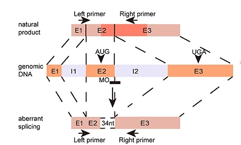 Fig. 1:FIGNL2 Aberrant Splicing Induced by Morpholino Oligonucleotide.
