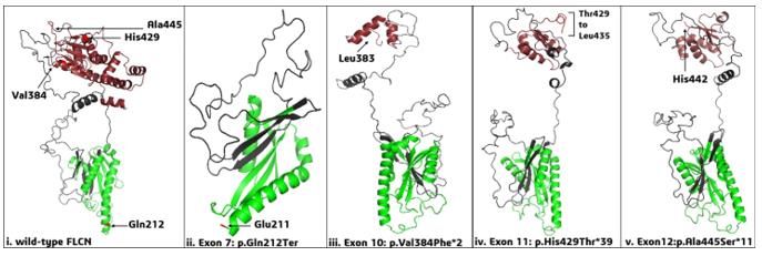 Fig. 1 FLCN Exonic Mutations: Structural and Protein Interaction Consequences.