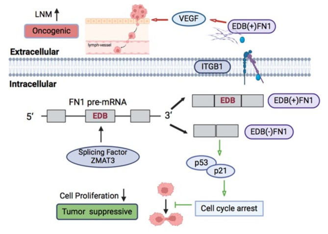 Fig. 1:Dual Roles of FN1 in Tumorigenesis: Splicing-Dependent Regulation of the p53 Pathway.