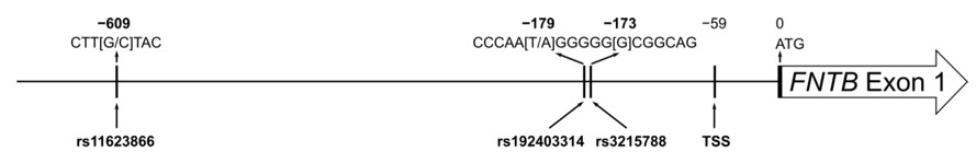 The FNTB promotor region.