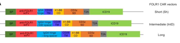 Fig. 1:Engineering a FOLR1-Targeting CAR: Fine-Tuning the IgG4 Spacer Domain.