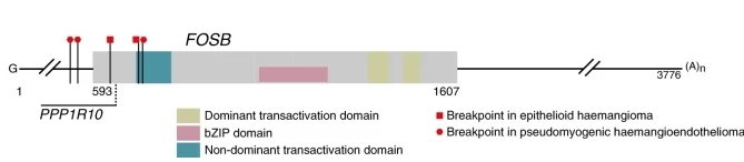 Fig. 1:FOSB transcript breakpoints in PHE and EH.