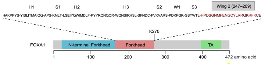 Protein map of FOXA1 functional domains and secondary structures.