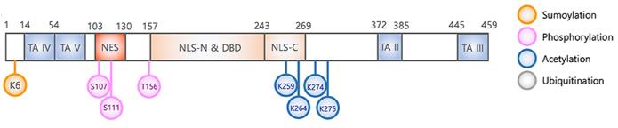 Fig. 1 Schematic diagram of FOXA2.1 (OA Literature)