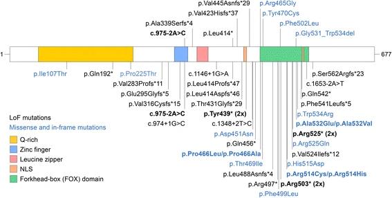 Fig. 1:FOXP1 mutations.