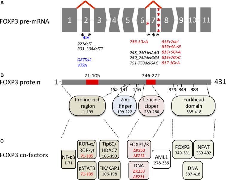 Fig. 1:Overview of genetic, transcriptional, and functional features of human FOXP3.