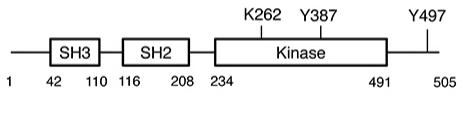 Fig. 1:FRK kinase domains and key regulatory sites.