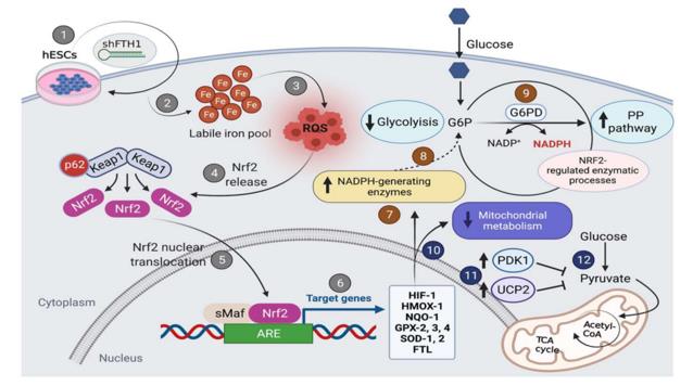 Fig. 1 Schematic diagram illustrating oxidative stress response mediated by FTH1 downregulation in hESCs.