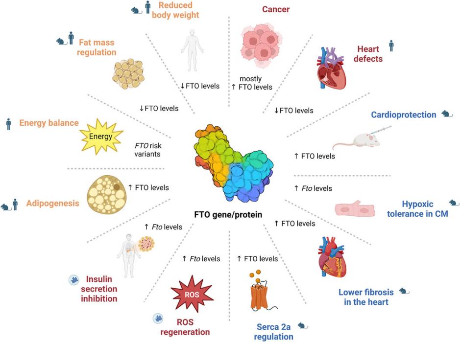 Fig. 1: The role of FTO in health and disease.