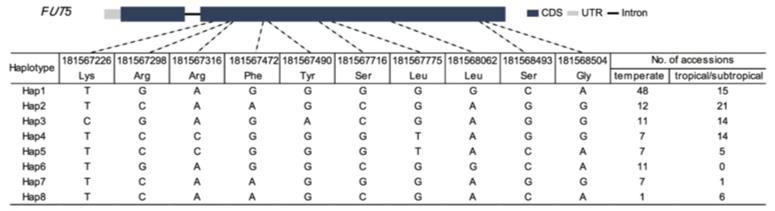 Fig. 1 Haplotypes of FUT5 amongst maize natural variations.