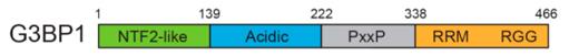 Fig. 1 Domain architecture of G3BP1.