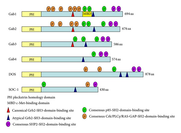 Fig. 1:Schematic structures of Gab family docking proteins.