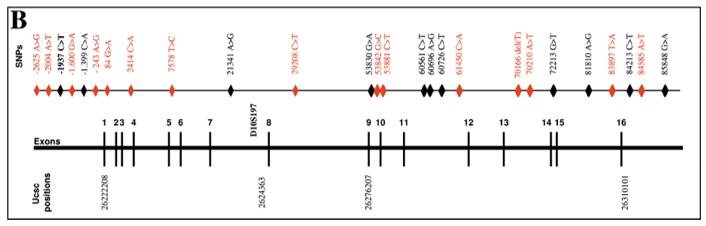 Fig. 1 SNP map of the GAD2 gene.
