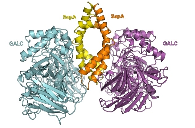 Fig. 1:The GALC–SapA complex forms a pseudo-symmetric heterotetramer.
