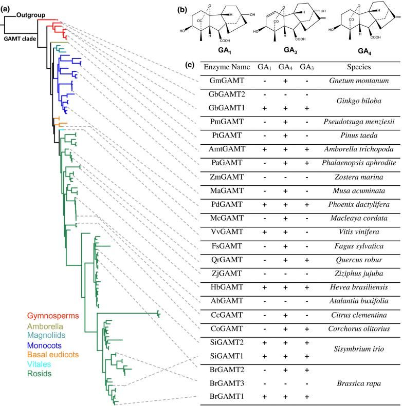 Fig. 1:GAMT clade and biochemical activities.