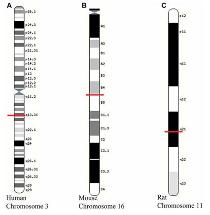 Fig. 1 Location of growth-associated protein (GAP)-43 gene on chromosomes of different species. (OA Literature)
