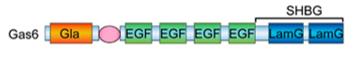 Fig. 1 The structures of Gas6.